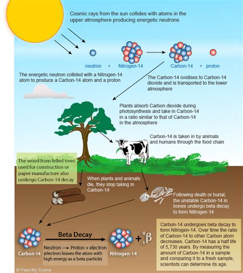 beta decay examples|Radioactive Carbon Dating .